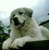 Pyrenäenberghund Foto: unsere Casy vom Klosterholz (ID 38868) Pyrenäenberghund Hund