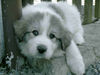 Pyrenäenberghund Foto (ID 44160) Pyrenäenberghund Hund