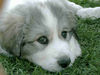 Pyrenäenberghund Foto (ID 44161) Pyrenäenberghund Hund