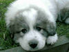 Pyrenäenberghund Foto (ID 44162) Pyrenäenberghund Hund