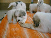 Pyrenäenberghund Foto: es gibt frischen Pannsen (ID 44047) Pyrenäenberghund Hund