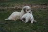 Pyrenäenberghund Foto: Benett mit Sohn (ID 44049) Pyrenäenberghund Hund