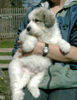 Pyrenäenberghund Foto: ganz der Papa (ID 44051) Pyrenäenberghund Hund