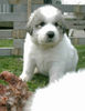 Pyrenäenberghund Foto: ganz der Papa (ID 44053) Pyrenäenberghund Hund