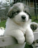 Pyrenäenberghund Foto: ganz der Papa (ID 44054) Pyrenäenberghund Hund