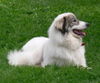 Pyrenäenberghund Foto: Ginna (ID 32655) Pyrenäenberghund Hund
