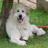 Pyrenäenberghund Foto: Bozena (ID 32657) Pyrenäenberghund Hund