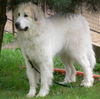 Pyrenäenberghund Foto: Bozena (ID 32658) Pyrenäenberghund Hund