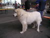 Pyrenäenberghund Foto: Bozena (ID 32659) Pyrenäenberghund Hund