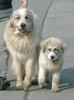 Pyrenäenberghund Foto: bummel mit Frauchen (ID 37832) Pyrenäenberghund Hund