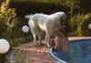 Pyrenäenberghund Hund