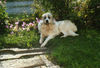 Pyrenäenberghund Foto: schade der Sommer ist gleich vorbei (ID 34378) Pyrenäenberghund Hund