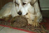 Pyrenäenberghund Foto: Benett mit seinem besten Freund der Igel (ID 34988) Pyrenäenberghund Hund