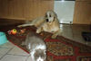 Pyrenäenberghund Foto: willst du mit mir spielen? (ID 32114) Pyrenäenberghund Hund