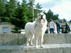 Pyrenäenberghund Foto (ID 38783) Pyrenäenberghund Hund