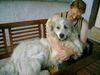 Pyrenäenberghund Foto: leider ist gestern unser Benett verstorben (ID 42012) Pyrenäenberghund Hund