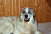 Pyrenäenberghund Foto (ID 33487) Pyrenäenberghund Hund