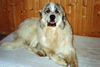 Pyrenäenberghund Foto (ID 33498) Pyrenäenberghund Hund