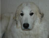 Pyrenäenberghund Foto: Fabergé vom Araberhof, 11 Monate alt (ID 36143) Pyrenäenberghund Hund