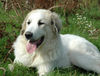 Pyrenäenberghund Foto: Fabergé vom Araberhof (ID 35571) Pyrenäenberghund Hund