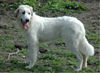 Pyrenäenberghund Foto: Pyrenäenberghunde vom Araberhof (VDH/FCI) (ID 34497) Pyrenäenberghund Hund