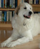 Pyrenäenberghund Foto: Fabergé vom Araberhof (ID 41722) Pyrenäenberghund Hund
