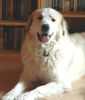 Pyrenäenberghund Foto: Fabergé vom Araberhof (ID 41723) Pyrenäenberghund Hund