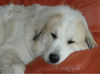 Pyrenäenberghund Foto: Fabergé vom Araberhof (ID 41724) Pyrenäenberghund Hund