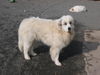 Pyrenäenberghund Hund