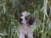 Pyrenäenberghund Foto: Cira 12 Wochen alt (ID 35307) Pyrenäenberghund Hund