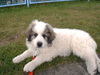 Pyrenäenberghund Foto: Cira 8 Wochen alt (ID 35305) Pyrenäenberghund Hund