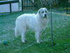 Pyrenäenberghund Foto (ID 36027) Pyrenäenberghund Hund