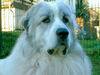 Pyrenäenberghund Foto (ID 36029) Pyrenäenberghund Hund