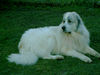 Pyrenäenberghund Foto (ID 36032) Pyrenäenberghund Hund