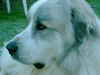 Pyrenäenberghund Foto: Benett-im Zwinger (ID 36021) Pyrenäenberghund Hund