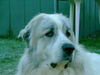 Pyrenäenberghund Foto (ID 36025) Pyrenäenberghund Hund