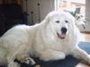 Pyrenäenberghund Foto: und immer schön aufpassen (ID 35866) Pyrenäenberghund Hund
