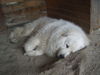 Pyrenäenberghund Foto: Die Mittagsruhe (ID 35867) Pyrenäenberghund Hund