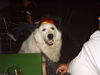 Pyrenäenberghund Foto: Bei der WM war ich der größte Fan (ID 35868) Pyrenäenberghund Hund