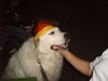 Pyrenäenberghund Foto: Bei der WM war ich der größte Fan (ID 35869) Pyrenäenberghund Hund