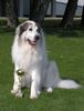 Pyrenäenberghund Foto: World Winner ICH. Cyro Mountain Almanach (ID 38477) Pyrenäenberghund Hund