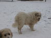 Pyrenäenberghund Hund