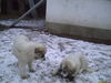 Pyrenäenberghund Hund
