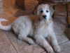 Pyrenäenberghund Hund