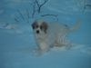 Pyrenäenberghund Hund