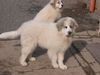 Pyrenäenberghund Hund