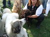 Pyrenäenberghund Foto: Eyk vom Rüdenstein (ID 39686) Pyrenäenberghund Hund