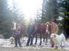 Pyrenäenberghund Foto: Die weisen sanften vom Kalikutt beim Ausflug (ID 40692) Pyrenäenberghund Hund