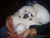 Pyrenäenberghund Foto: eine Hand voll Hund (ID 40454) Pyrenäenberghund Hund