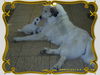 Pyrenäenberghund Foto: Auch Rüden sind liebevolle Väter (ID 40452) Pyrenäenberghund Hund